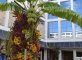 "Arte Floral" en Bellas Artes